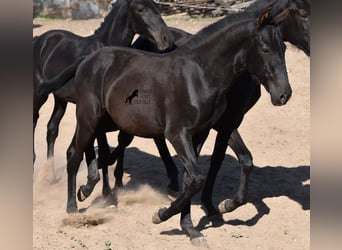 Menorquin, Stallion, Foal (04/2023), 15.3 hh, Black