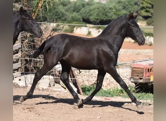 Menorquin, Stallion, Foal (04/2023), 15.3 hh, Black