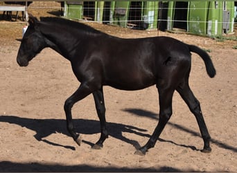 Menorquin, Stallion, Foal (04/2023), 15.3 hh, Black