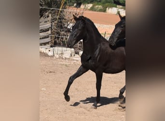 Menorquin, Stallion, Foal (04/2023), 15.3 hh, Black