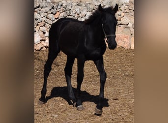 Menorquiner, Hengst, Fohlen (04/2024), 15,3 hh, Rappe