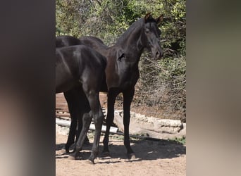 Menorquin, Stallion, Foal (04/2023), 15.3 hh, Black