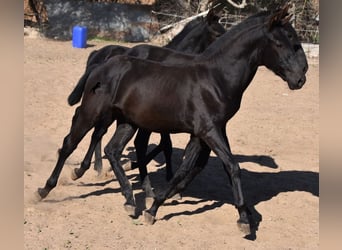 Menorquin, Stallion, Foal (04/2023), 15.3 hh, Black