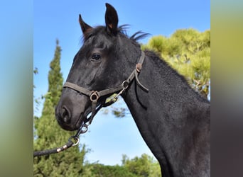 Menorquin, Stallion, Foal (04/2024), 15,3 hh, Black