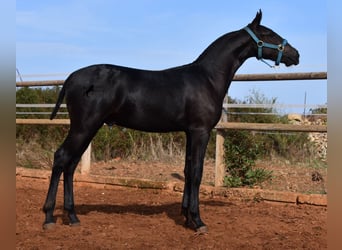 Menorquin, Stallion, Foal (03/2024), 15,3 hh, Black