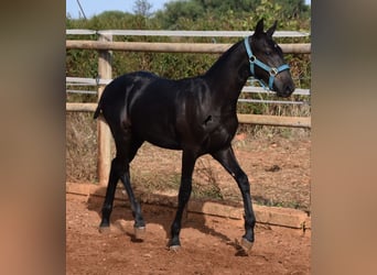 Menorquin, Stallion, Foal (03/2024), 15,3 hh, Black