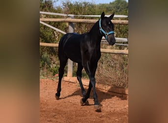 Menorquin, Stallion, Foal (03/2024), 15,3 hh, Black