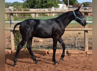 Menorquin, Stallion, Foal (03/2024), 15,3 hh, Black