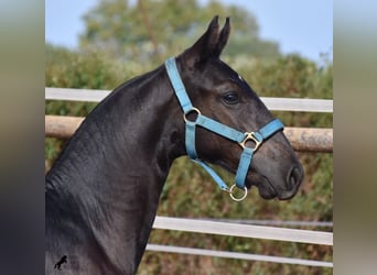 Menorquin, Stallion, Foal (03/2024), 15,3 hh, Black