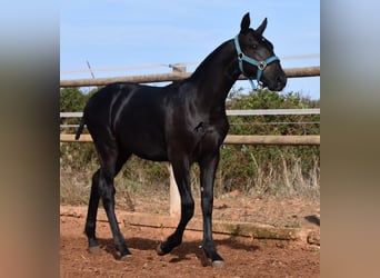 Menorquin, Stallion, Foal (03/2024), 15,3 hh, Black