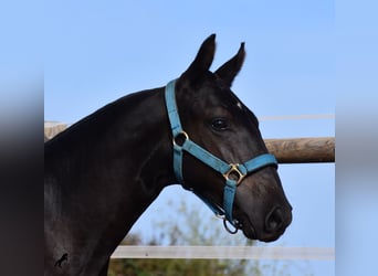 Menorquin, Stallion, Foal (03/2024), 15,3 hh, Black