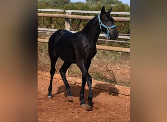 Menorquin, Stallion, Foal (03/2024), 15,3 hh, Black