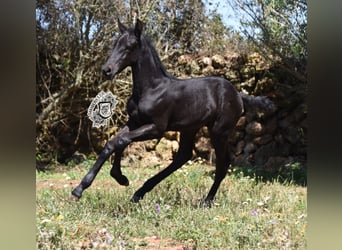 Menorquin, Stallion, Foal (04/2024), 15.3 hh, Black