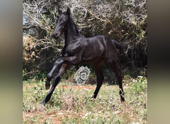 Menorquin, Stallion, Foal (04/2024), 15.3 hh, Black