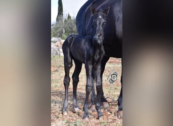 Menorquin, Stallion, Foal (04/2024), 16.1 hh, Black