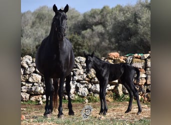 Menorquin, Stallion, Foal (04/2024), 16.1 hh, Black