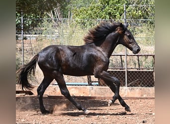 Menorquin, Stallion, Foal (01/2026), 16.1 hh, Black