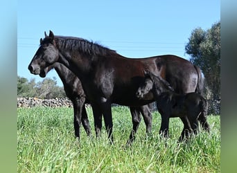 Menorquin, Stallion, Foal (01/2026), 16 hh, Black