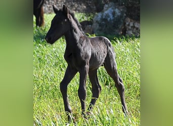 Menorquin, Stallion, Foal (01/2026), 16 hh, Black