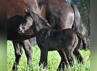 Menorquin, Stallion, Foal (01/2026), 16 hh, Black