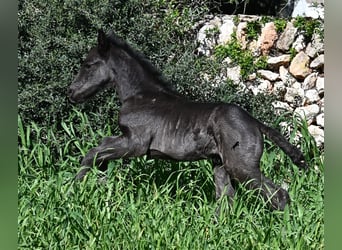 Menorquin, Stallion, Foal (01/2026), 16 hh, Black