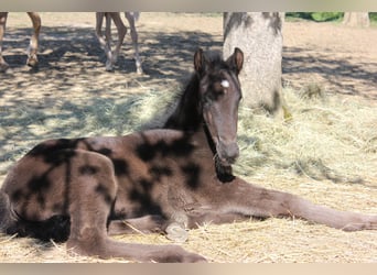 Menorquin, Stallion, Foal (01/2026), 16 hh, Black