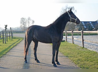 Menorquin, Wałach, 6 lat, 163 cm, Kara