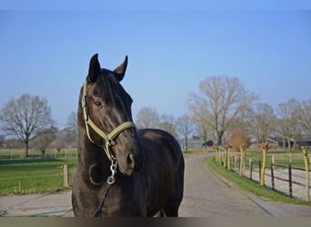 Menorquin, Wałach, 6 lat, 163 cm, Kara