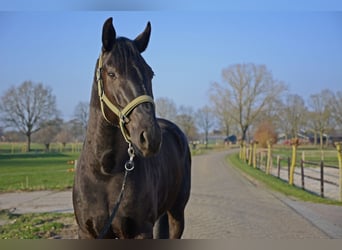 Menorquin, Wałach, 6 lat, 163 cm, Kara