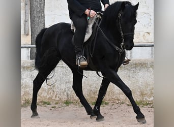 Menorquin, Wałach, 9 lat, 159 cm, Kara