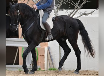 Menorquin, Wałach, 9 lat, 165 cm, Kara