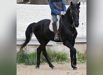 Menorquin, Wałach, 9 lat, 165 cm, Kara