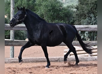 Menorquín, Yegua, 10 años, 156 cm, Negro