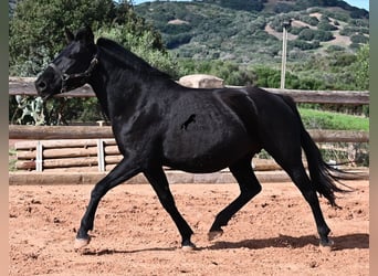 Menorquín, Yegua, 10 años, 156 cm, Negro