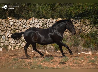 Menorquín, Yegua, 11 años, 164 cm, Negro