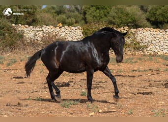 Menorquín, Yegua, 11 años, 164 cm, Negro