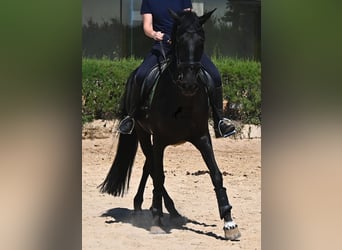 Menorquín, Yegua, 12 años, 158 cm, Negro