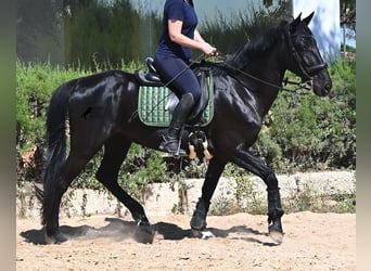 Menorquín, Yegua, 12 años, 158 cm, Negro