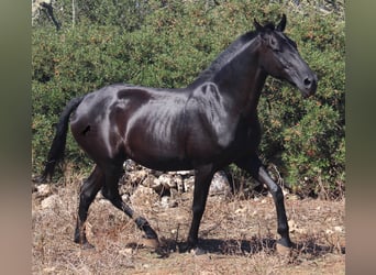 Menorquín, Yegua, 15 años, 155 cm, Negro