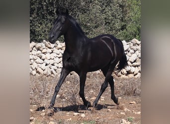 Menorquín, Yegua, 15 años, 155 cm, Negro