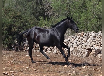 Menorquín, Yegua, 15 años, 155 cm, Negro