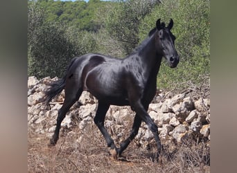 Menorquín, Yegua, 15 años, 155 cm, Negro