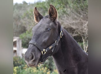 Menorquín, Yegua, 1 año, 152 cm, Negro