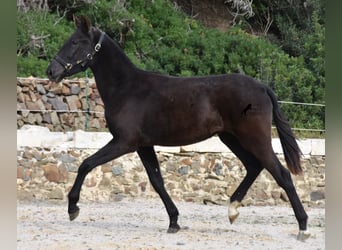 Menorquín, Yegua, 1 año, 152 cm, Negro