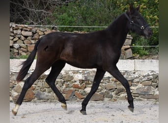 Menorquín, Yegua, 1 año, 152 cm, Negro