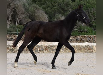 Menorquín, Yegua, 1 año, 152 cm, Negro