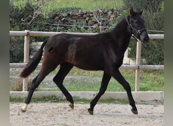 Menorquín, Yegua, 1 año, 152 cm, Negro