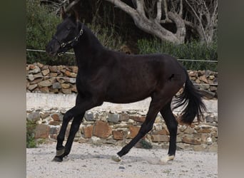 Menorquín, Yegua, 1 año, 152 cm, Negro