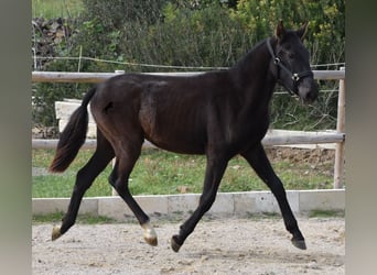 Menorquín, Yegua, 1 año, 152 cm, Negro