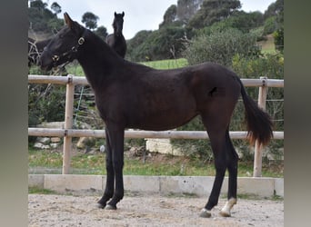 Menorquín, Yegua, 1 año, 152 cm, Negro